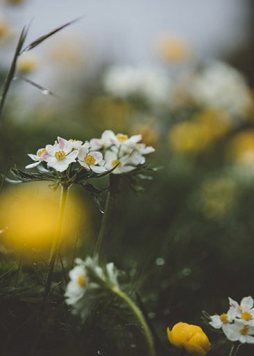 Alpine Flowers door Maike Wittreck